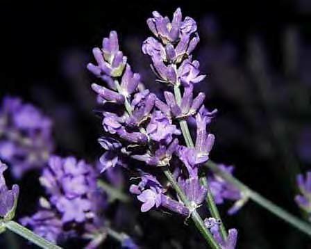 Lavender Essential Oil-Organic