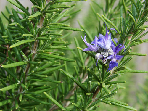 Rosemary Essential Oil