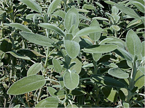 Sage Essential Oil