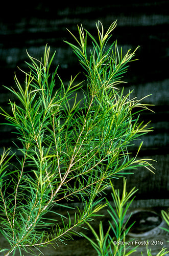 Tea Tree Essential Oil