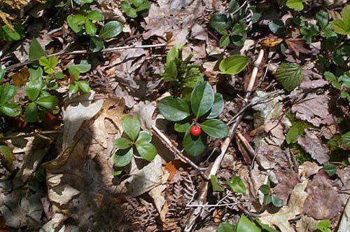 Wintergreen Essential Oil